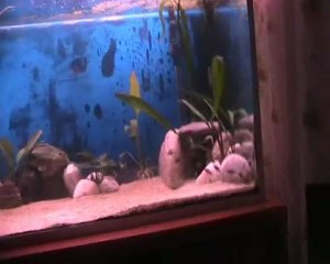 kasakalawe yavruları