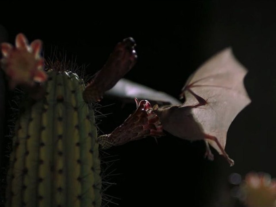 Pollen - Extrait "La Chauve Souris" [VF|HD]