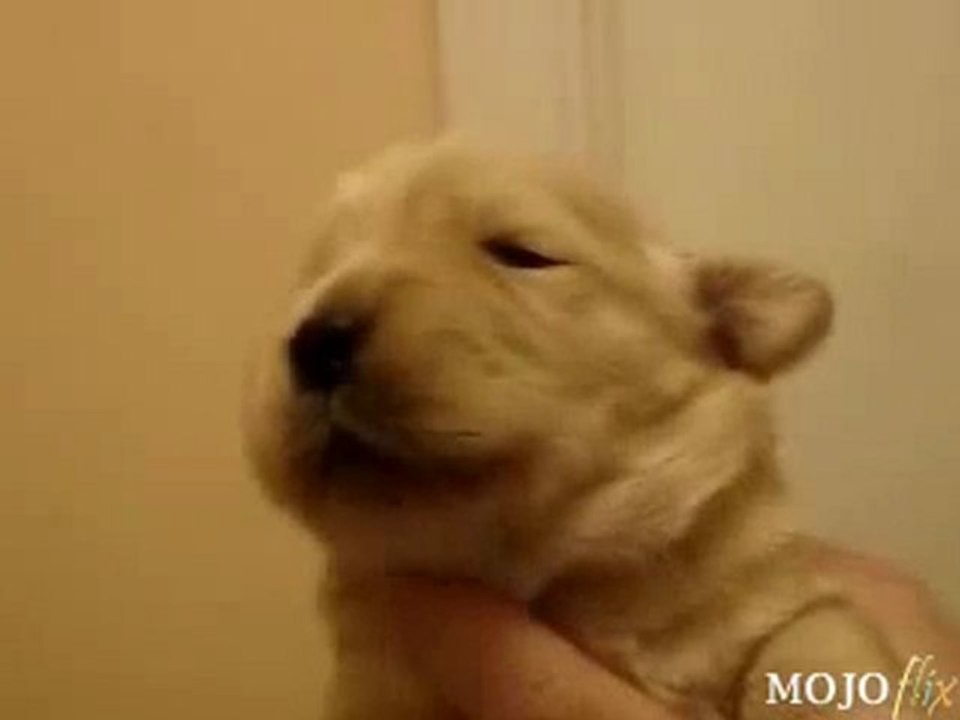 Chiot chanteur ♥ Singer Puppy ▪♪♫