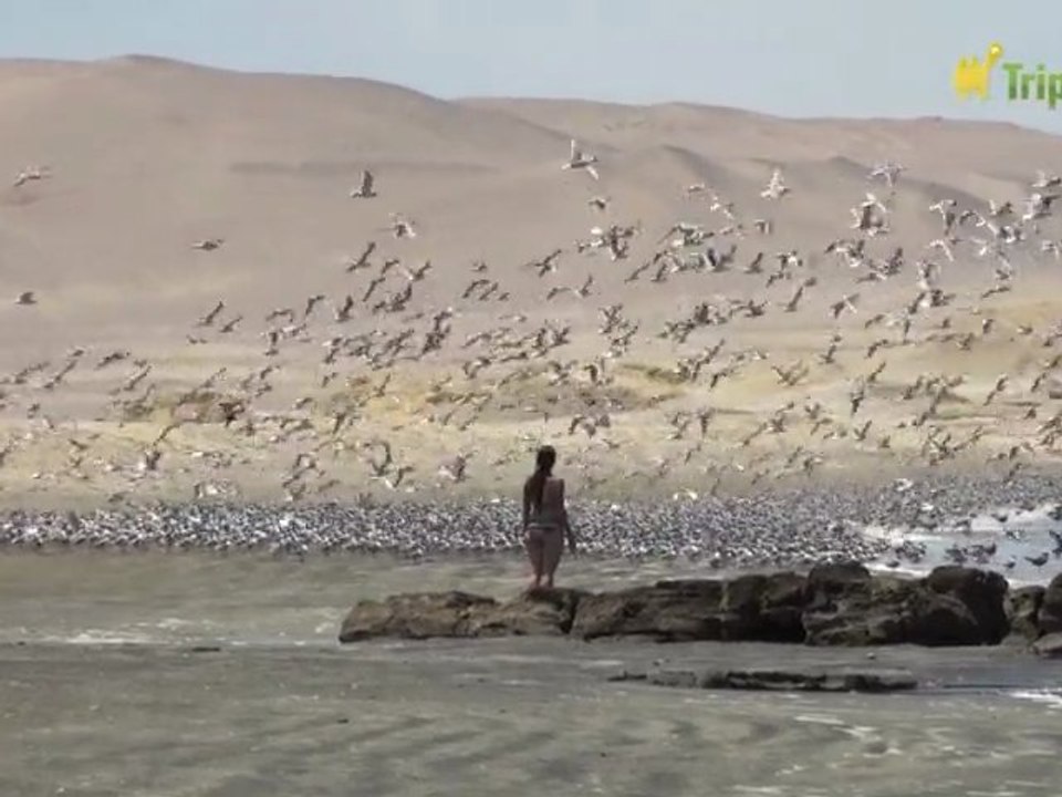 Reserva Nacional de Paracas
