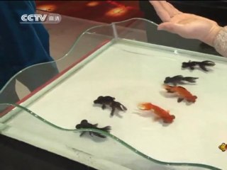 Natation synchronisée de poissons en Chine