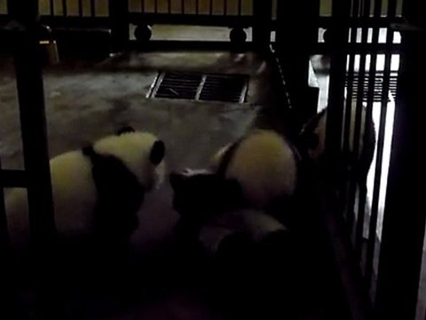 00065 Bagarre Bébés pandas à Chengdu