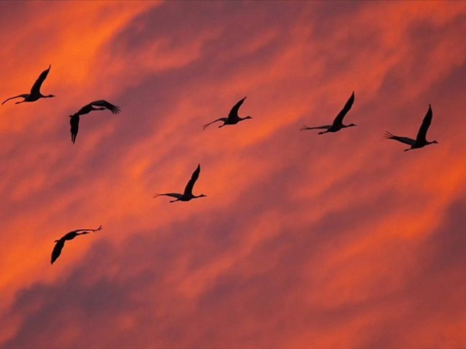 Turnam Kerbelâ'dan geçme