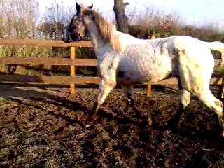 travail en liberté pas trot arret