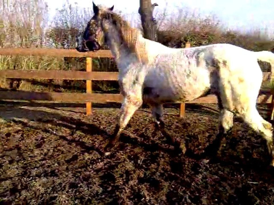 travail en liberté pas trot arret