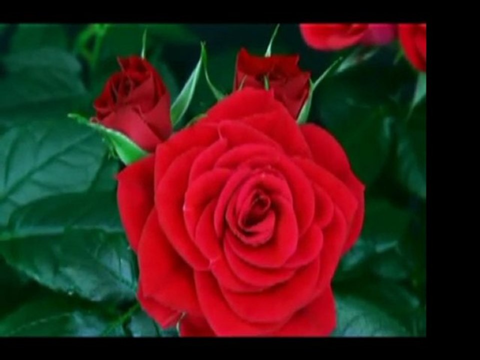 sevgili peygamberim -2