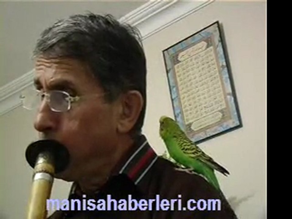 manisahaberleri.com NEY SESİNE MUHABBET KUŞUNUN TEPKİSİ