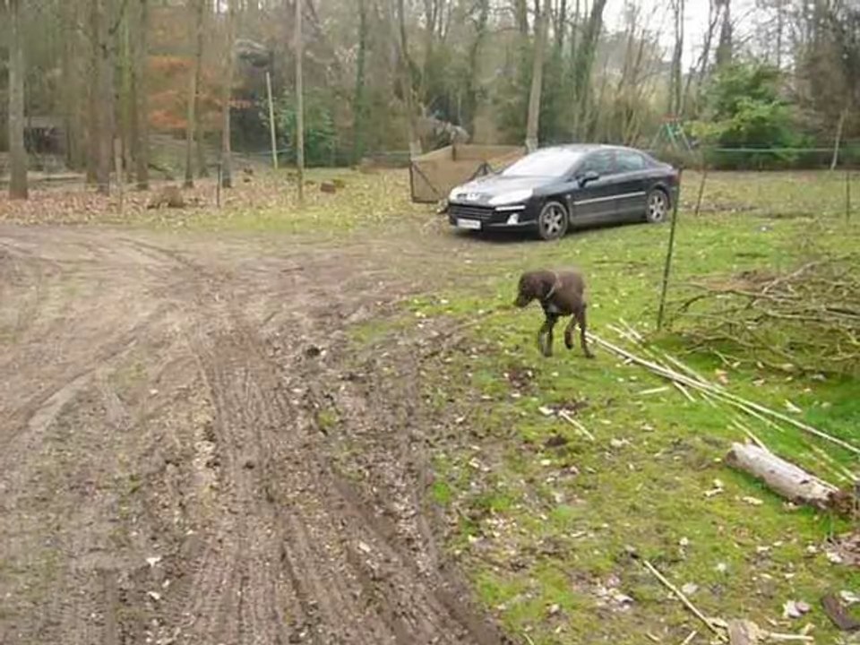 PATO DANS LE TERRAIN
