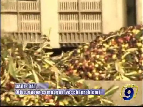 BARI - BAT | Olive: nuova campagna, vecchi problemi