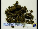 CRONACA - CORATO | Arrestato coltivatore di marijuana