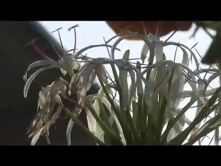 HSSR : 2009 HIC Pipeline Pro, Jason Frederico perfect 10 wave