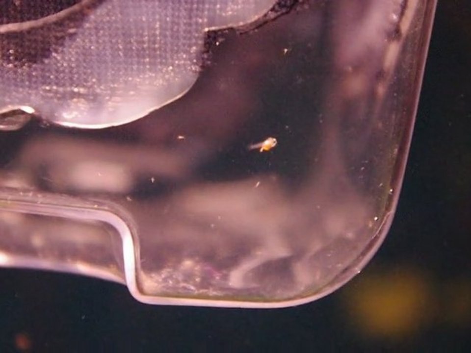 17fev2011 alevin scalaire