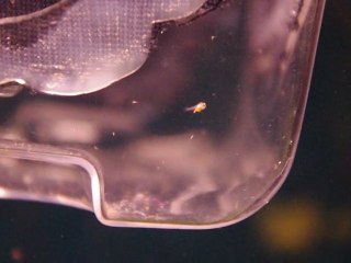 17fev2011 alevin scalaire