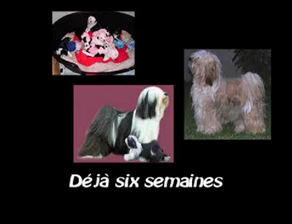 Six Semaines Déjà (la portée de A'Yangchen Mo et de Cooper)