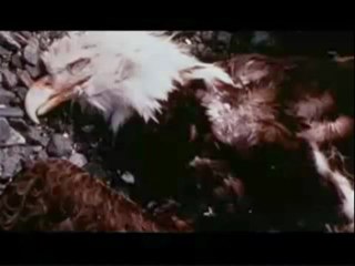 PT4 AMERICA IS QUICKLY BECOMING A CHASED ROE