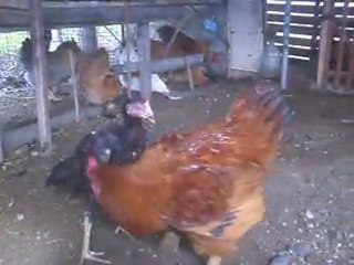 arap yavru ve koşin horoz kavgası