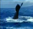 Yavruları için göç eden balinalar