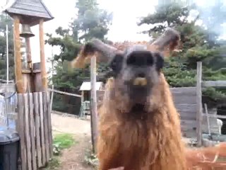 LES LAMAS DU MIRADOU