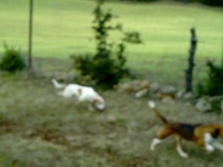Entraînement chien de brevet !
