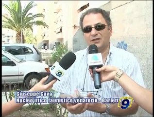 BARLETTA | Ritrovato esemplare di pitone reale