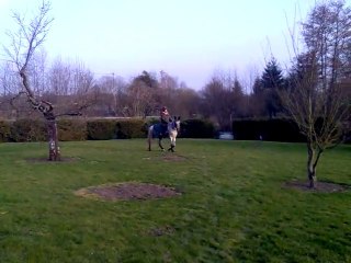 ségo a cru en licol