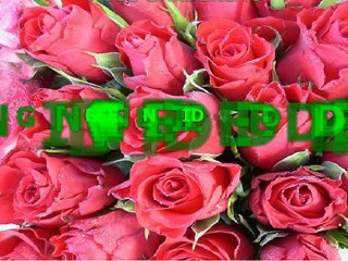 How To Care For Roses