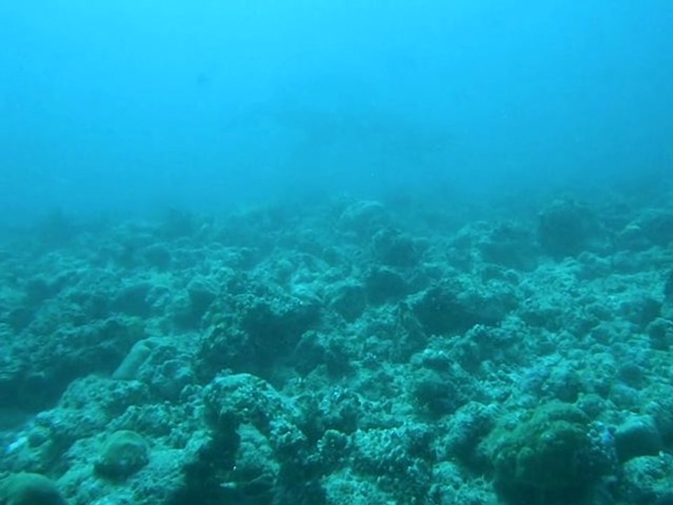 les dauphins