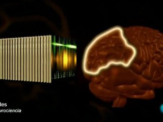 Cerebro emocional: La percepcion del mundo