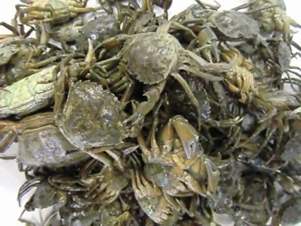 Crabes verts vivants