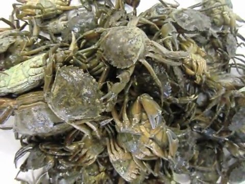 Crabes verts vivants