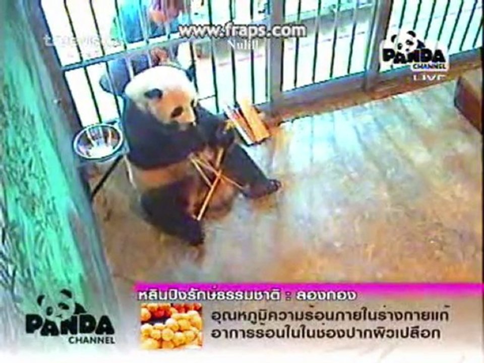 PANDA LinPing-Born Free[5]7.12.10