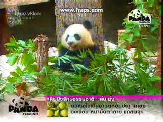 PANDA LinPing-Born Free[7]7.12.10