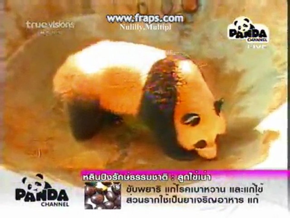 PANDA LinPing-Born Free[8]7.12.10