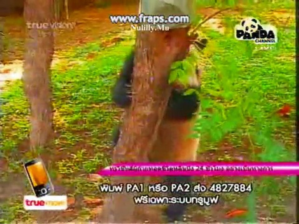 PANDA LinPing-Born Free[10]7.12.10
