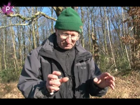 Juigné les Moutiers : la reproduction des grenouilles rousse