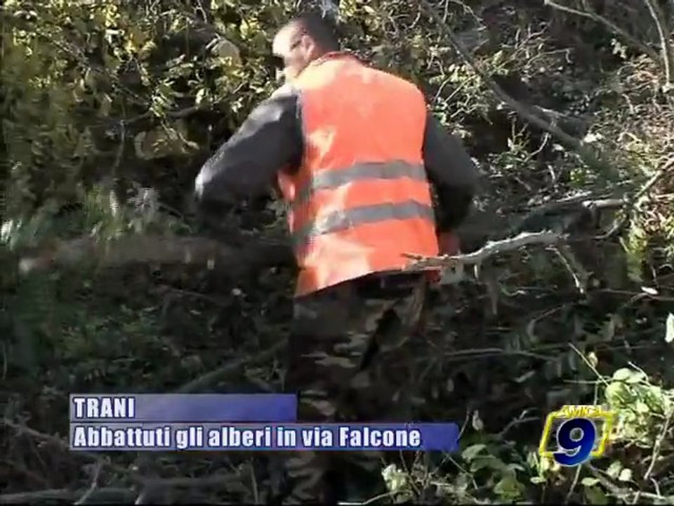 TRANI. Abbattuti gli alberi in via Falcone