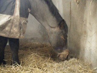 Creevy en train de manger. ;)