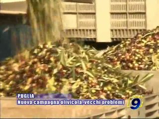 PUGLIA. Nuova campagna olivicola