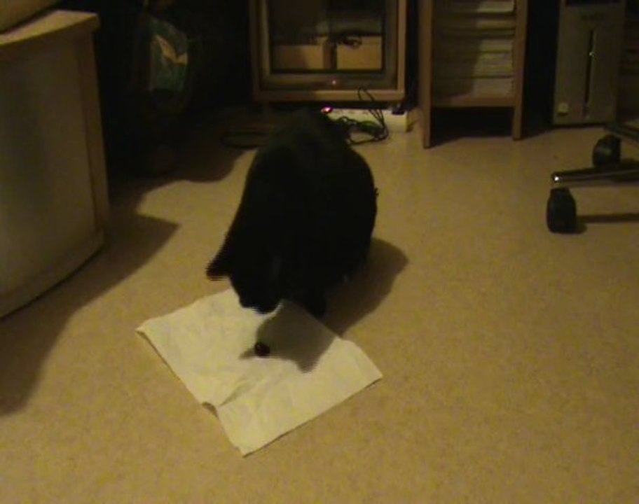 Kutya ma Jack Russel et Felice ma chatte