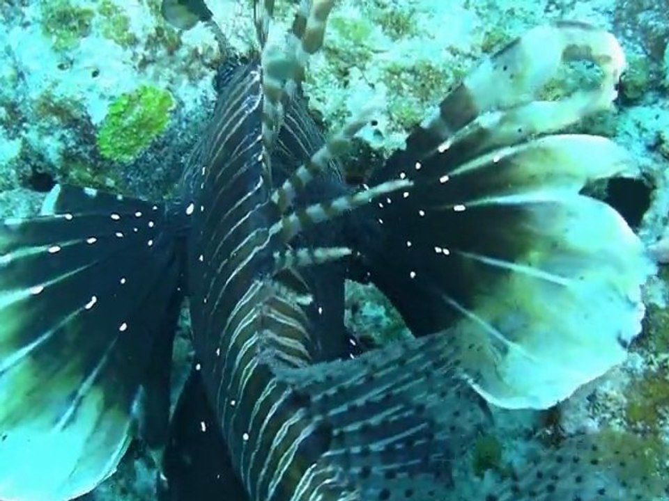Dolphin diving maurice
