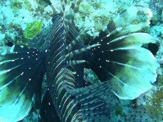 Dolphin diving maurice