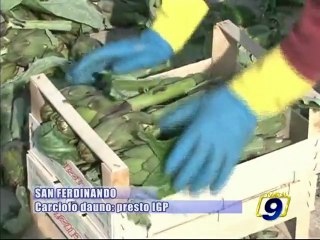 Tải video: SAN FERDINANDO DI PUGLIA. Carciofo Dauno: presto IGP