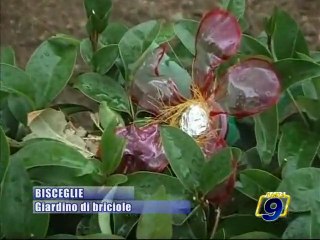 BISCEGLIE. Giardino di Briciole