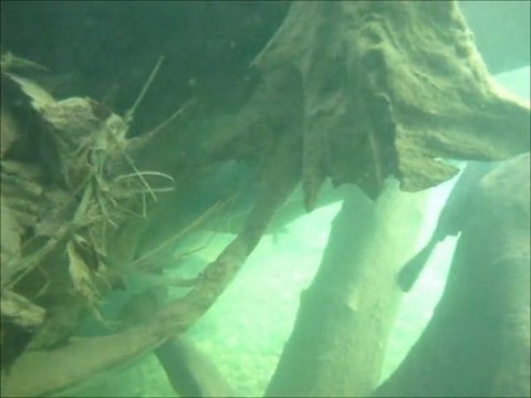 vidéo : silures apnée riviere