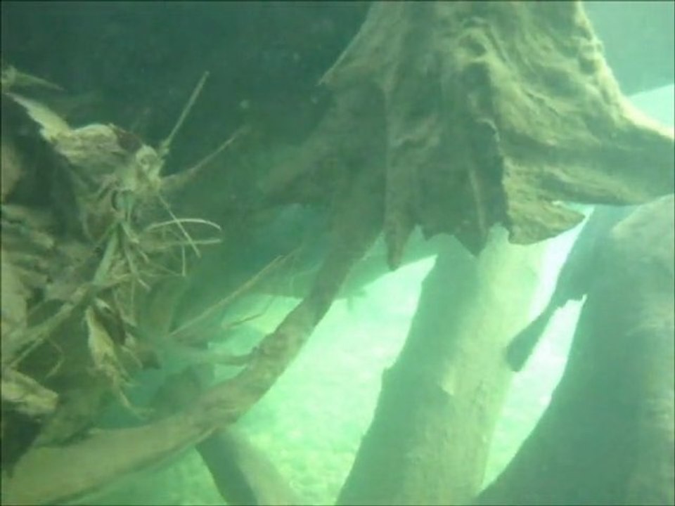 vidéo : silures apnée riviere