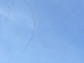 Toc ! Toc ! le printemps revient