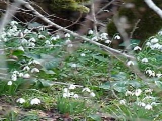 Les perces-neige de l'Ariège
