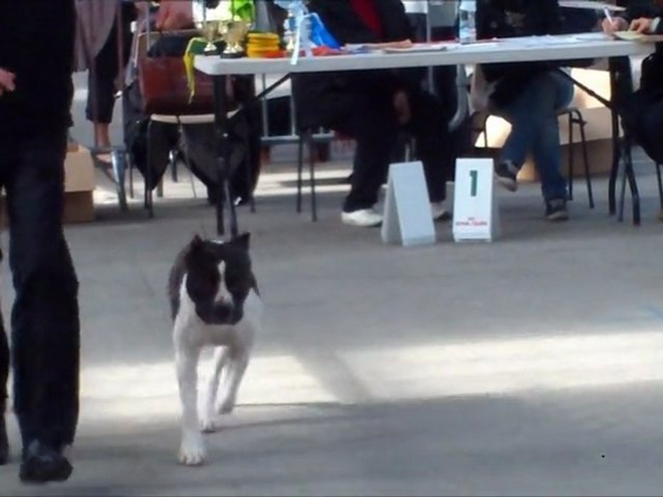juju niort 2011