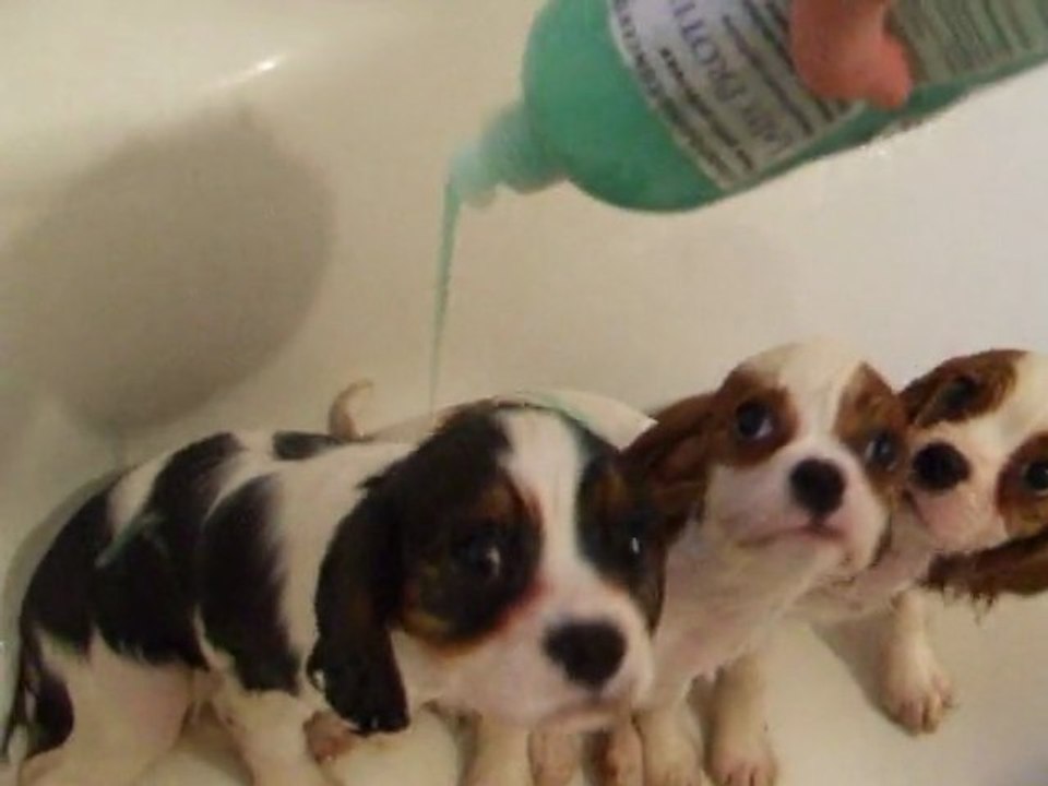 forester au bain (1)