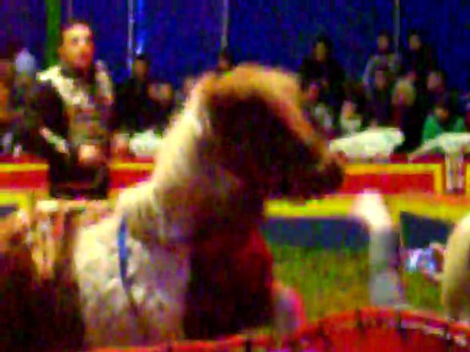 09. poney
